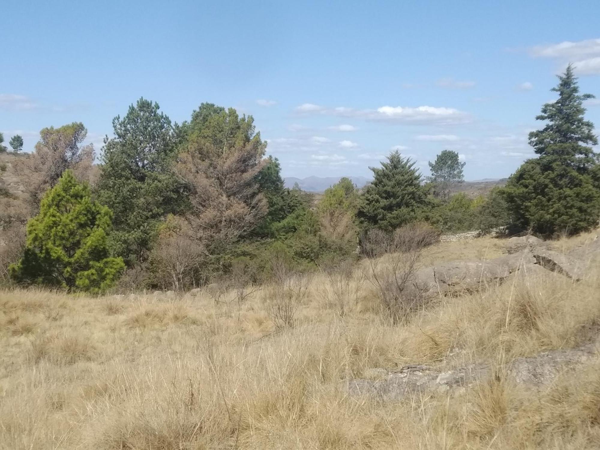 La Cabanita *